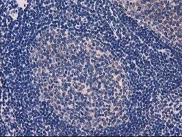 EIF4E2 Antibody in Immunohistochemistry (Paraffin) (IHC (P))