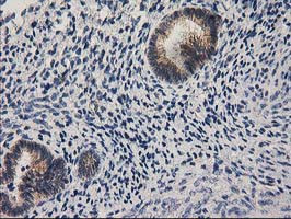 EIF4E2 Antibody in Immunohistochemistry (Paraffin) (IHC (P))