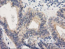 EIF4E2 Antibody in Immunohistochemistry (Paraffin) (IHC (P))