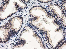 EIF4E2 Antibody in Immunohistochemistry (Paraffin) (IHC (P))