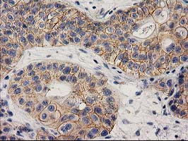 EIF4E2 Antibody in Immunohistochemistry (Paraffin) (IHC (P))