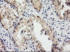 EIF4E2 Antibody in Immunohistochemistry (Paraffin) (IHC (P))