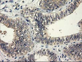 EIF4E2 Antibody in Immunohistochemistry (Paraffin) (IHC (P))