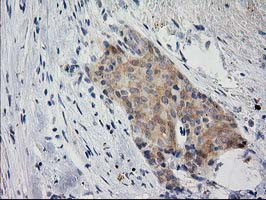 EIF4E2 Antibody in Immunohistochemistry (Paraffin) (IHC (P))