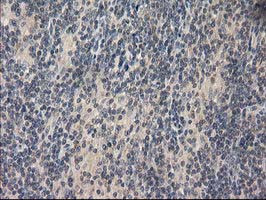 EIF4E2 Antibody in Immunohistochemistry (Paraffin) (IHC (P))