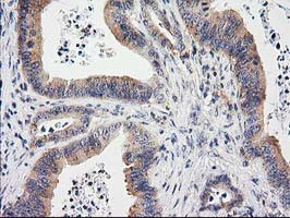 EIF4E2 Antibody in Immunohistochemistry (Paraffin) (IHC (P))