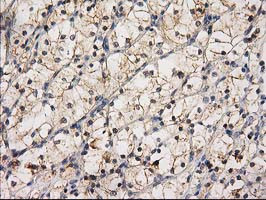 EIF4E2 Antibody in Immunohistochemistry (Paraffin) (IHC (P))