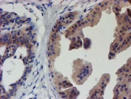 EIF4E2 Antibody in Immunohistochemistry (Paraffin) (IHC (P))