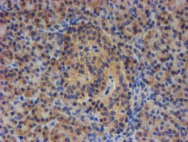 EIF4E2 Antibody in Immunohistochemistry (Paraffin) (IHC (P))