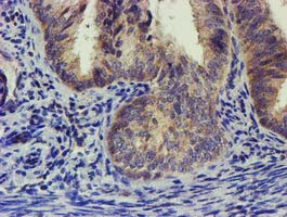 EIF4E2 Antibody in Immunohistochemistry (Paraffin) (IHC (P))