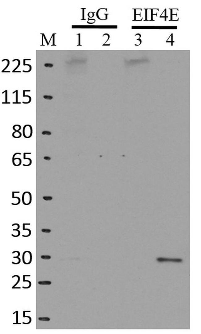 eIF4E Antibody in RNA Immunoprecipitation (RIP)