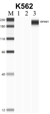 eIF4G Antibody in Immunoprecipitation (IP)