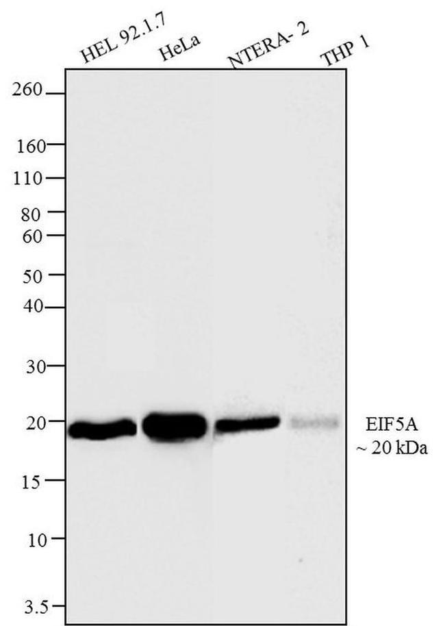 eIF5A Antibody in Western Blot (WB)