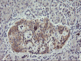 EIF5A2 Antibody in Immunohistochemistry (Paraffin) (IHC (P))