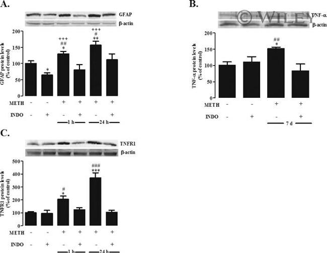 TNF alpha Antibody in Western Blot (WB)