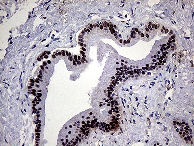 ELF3 Antibody in Immunohistochemistry (Paraffin) (IHC (P))