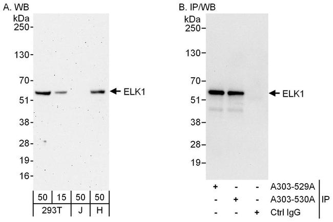 ELK1 Antibody in Western Blot (WB)