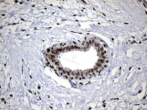 ELL Antibody in Immunohistochemistry (Paraffin) (IHC (P))