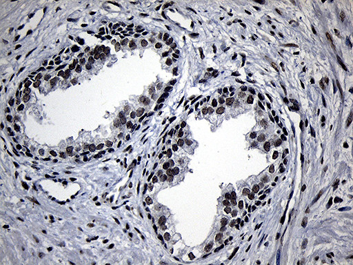 ELL Antibody in Immunohistochemistry (Paraffin) (IHC (P))