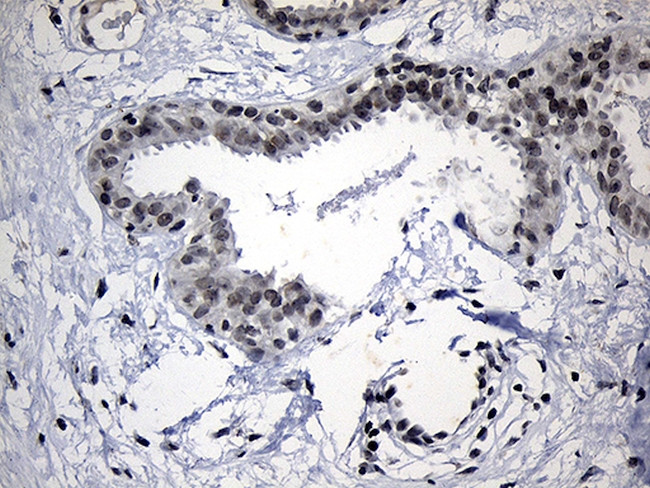 ELL Antibody in Immunohistochemistry (Paraffin) (IHC (P))