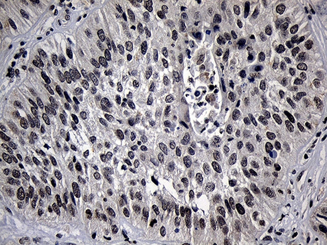 ELL Antibody in Immunohistochemistry (Paraffin) (IHC (P))