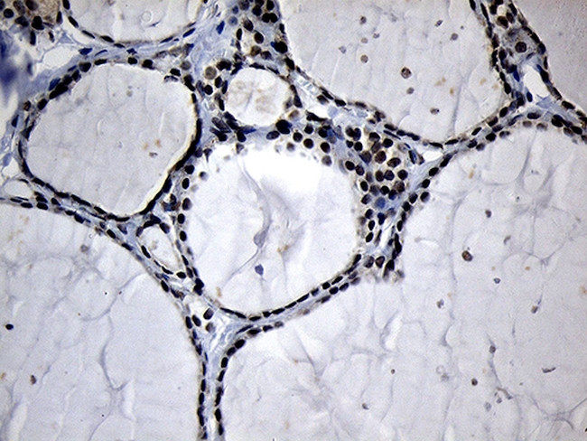 ELL Antibody in Immunohistochemistry (Paraffin) (IHC (P))