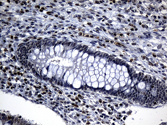 ELL Antibody in Immunohistochemistry (Paraffin) (IHC (P))