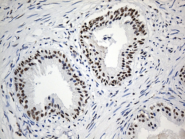 ELL Antibody in Immunohistochemistry (Paraffin) (IHC (P))