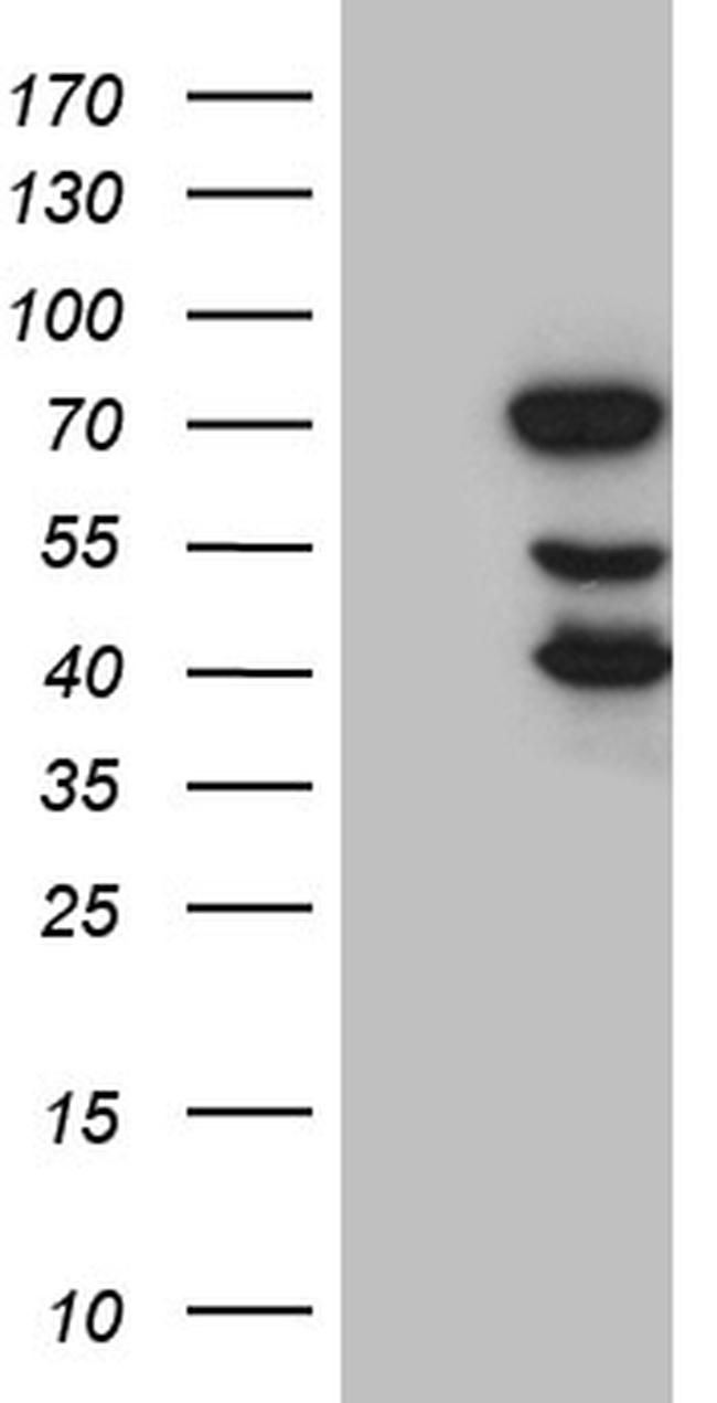 ELL Antibody in Western Blot (WB)