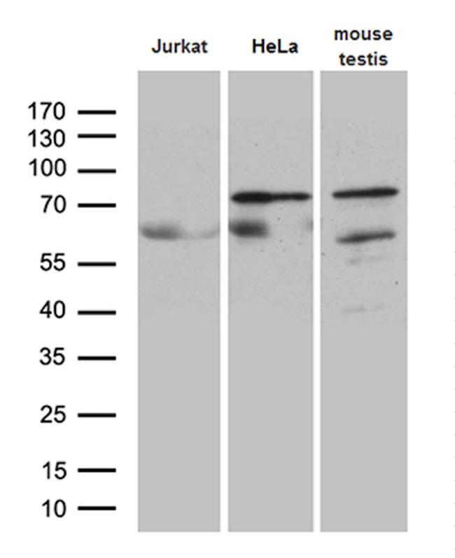 ELL Antibody in Western Blot (WB)