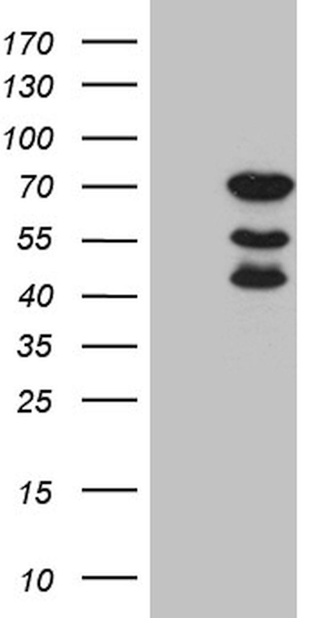 ELL Antibody in Western Blot (WB)