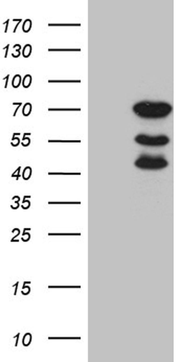 ELL Antibody in Western Blot (WB)