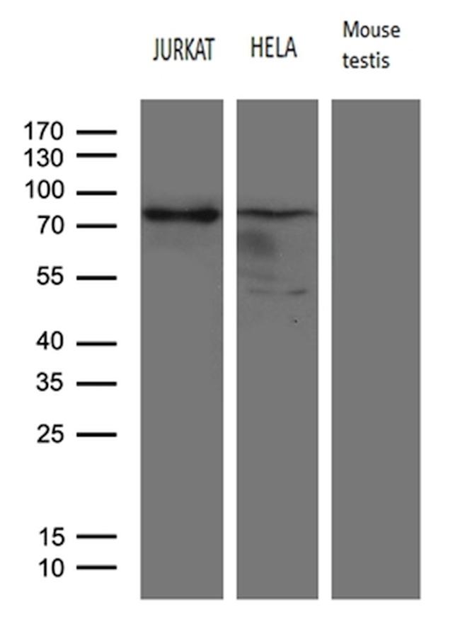 ELL Antibody in Western Blot (WB)