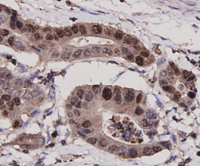 PCNA Antibody in Flow Cytometry (Flow)