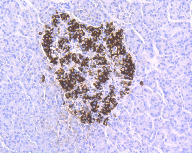 Insulin Antibody in Immunohistochemistry (Paraffin) (IHC (P))