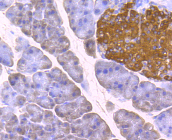 Glucagon Antibody in Immunohistochemistry (Paraffin) (IHC (P))