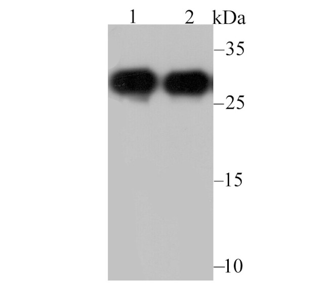 NQO1 Antibody in Western Blot (WB)