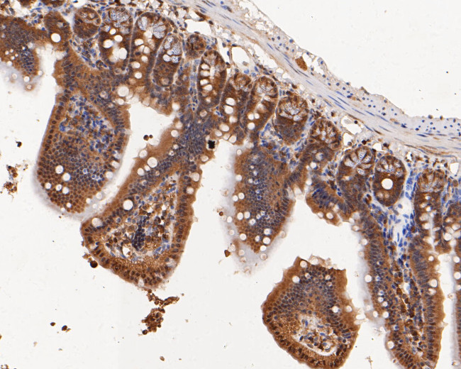 ERK2 Antibody in Immunohistochemistry (Paraffin) (IHC (P))