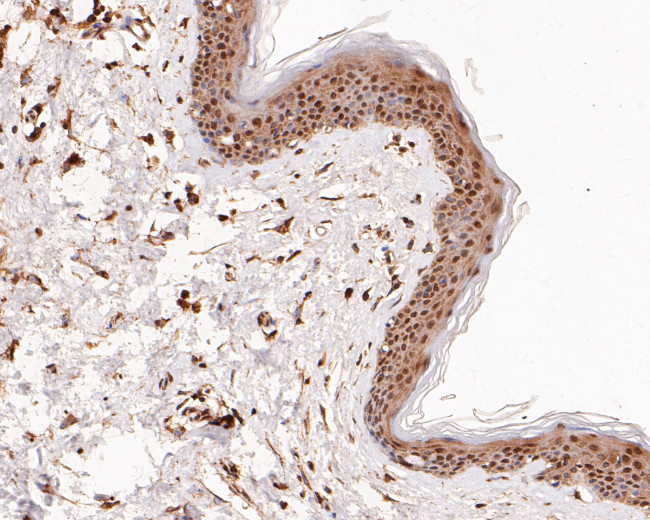 ERK2 Antibody in Immunohistochemistry (Paraffin) (IHC (P))