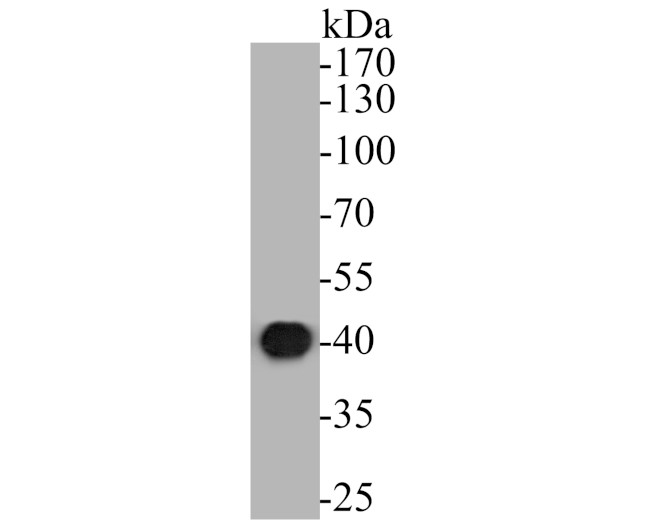 ERK2 Antibody in Western Blot (WB)