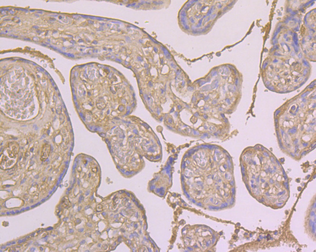 Albumin Antibody in Immunohistochemistry (Paraffin) (IHC (P))