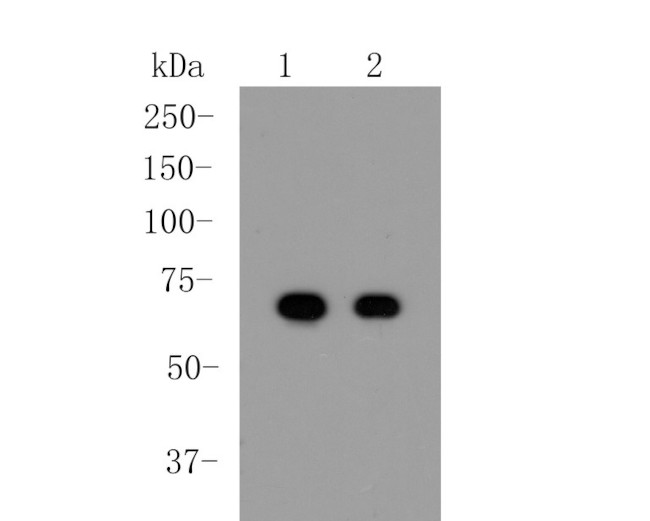 Albumin Antibody in Western Blot (WB)