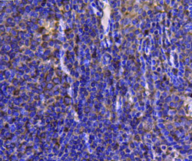 HSP90 Beta Antibody in Immunohistochemistry (Paraffin) (IHC (P))