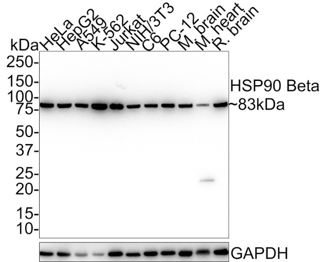 HSP90 Beta Antibody in Western Blot (WB)