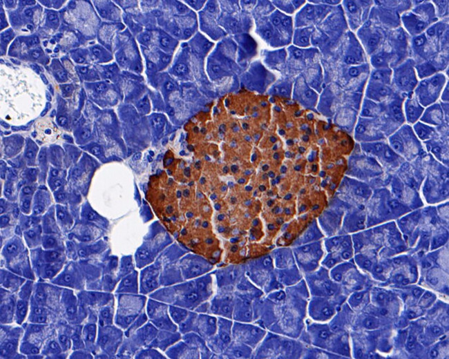 Insulin Antibody in Immunohistochemistry (Paraffin) (IHC (P))