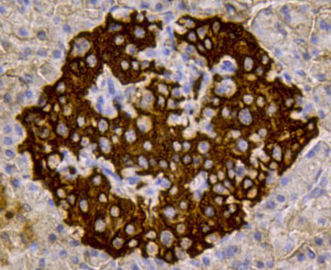 Insulin Antibody in Immunohistochemistry (Paraffin) (IHC (P))