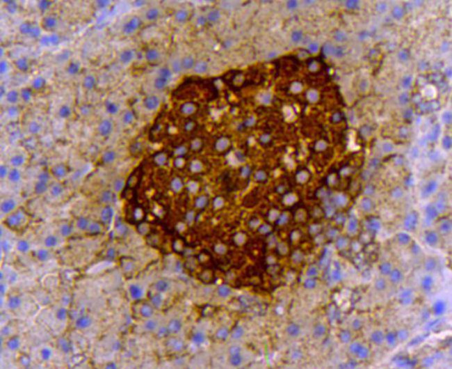 Insulin Antibody in Immunohistochemistry (Paraffin) (IHC (P))