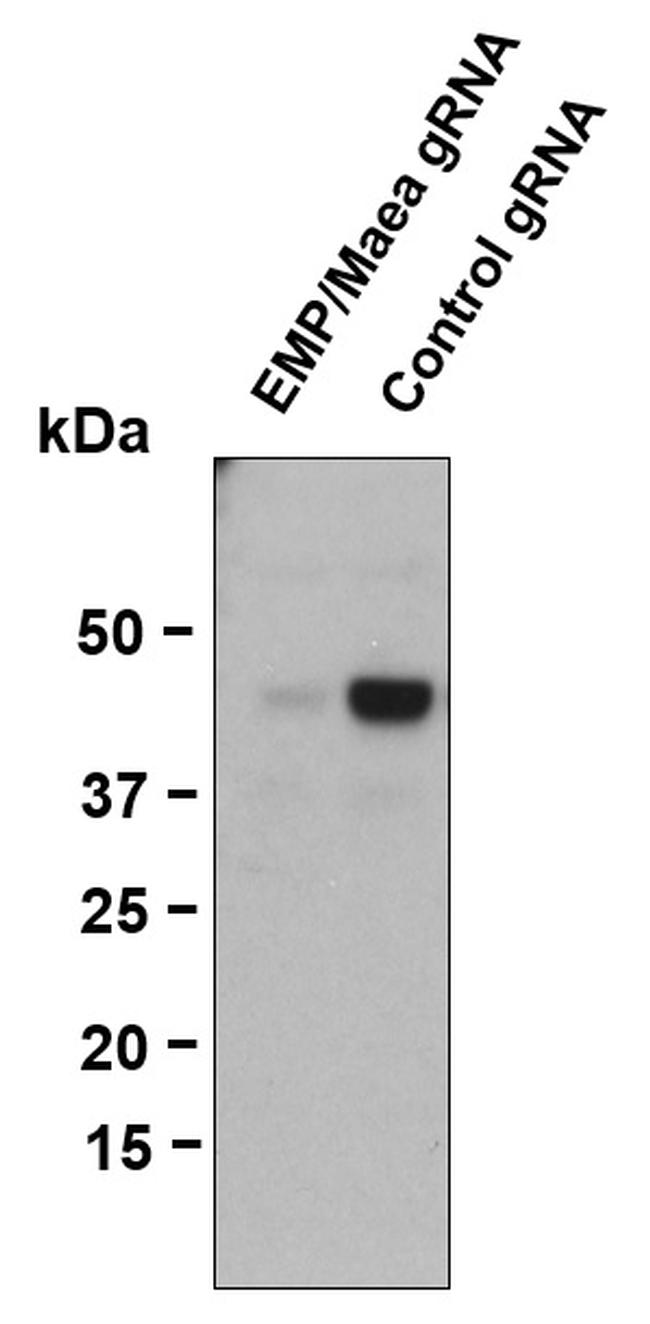 EMP Antibody in Western Blot (WB)