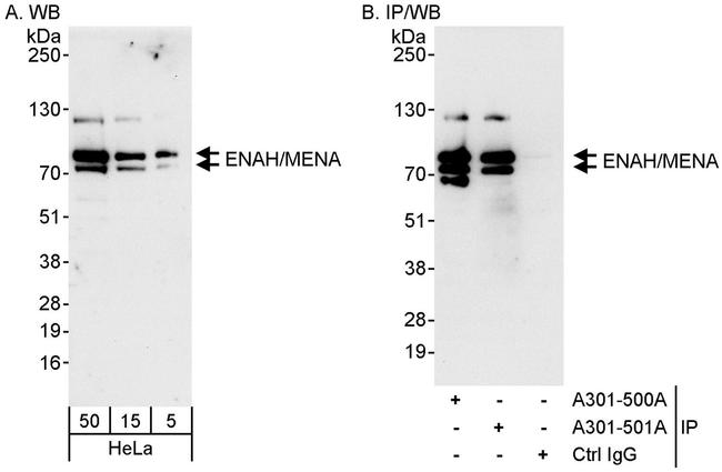 ENAH/MENA Antibody in Western Blot (WB)