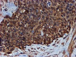 ENDOG Antibody in Immunohistochemistry (Paraffin) (IHC (P))